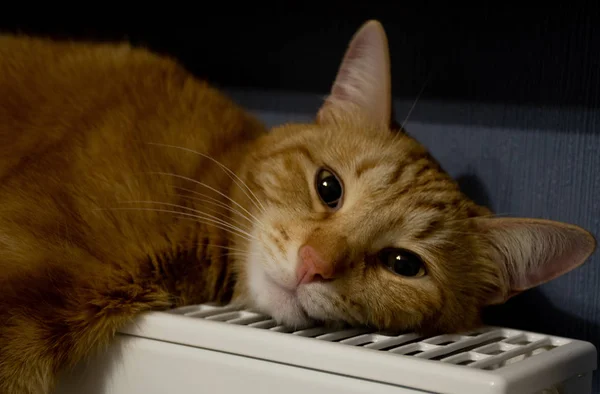 Red Cat Basking Warm Battery — Stock Photo, Image