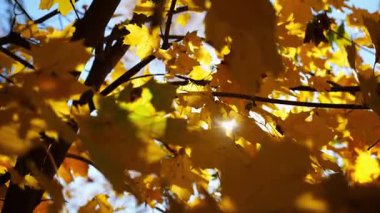 Yellow maple leaves on tree branches gently swaying in wind with sunlight at background. Lush autumn golden foliage swinging on the breeze at forest. Beautiful colorful fall season. Slow mo