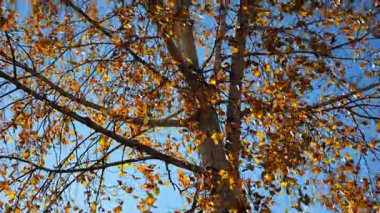 Güneşli sonbahar gününde huş ağacının tepesine kahverengi yapraklarla bakın. Yeşillik dalları Parkland 'da rüzgarda hafifçe sallanıyor. Güzel renkli sonbahar sezonu. Yavaş çekim