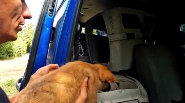 Gönüllü bir erkek, yavru köpeği küçük bir kamyonla bir taşıyıcıya koyuyor. Kurtarma ekipleri Ukrayna 'daki bir cephe şehrinden hayvanları kurtarıyor. Kibar insanlar evsizleri tahliye edip güvenli bir yere götürüyorlar..