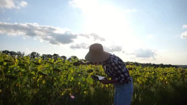 Dişi tarımcı, sarı çayır bitkilerini keşfediyor. Yetişkin çiftçi güneşli bir günde tarlada olgun ayçiçeklerini inceliyor. Güzel manzara manzarası. Tarım ve tarım sektörü kavramı. Yakın çekim.