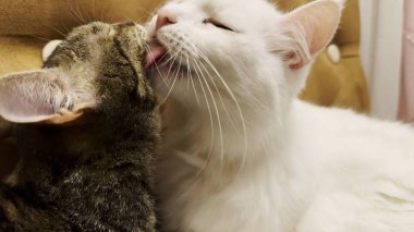 Güzel evcil kediler evde birbirlerini dilleriyle yalıyor. Evde kürkleriyle ilgilenen sevimli kediler. Aile kedisi birlikte dinleniyor. Sevimli hayvan kavramı.