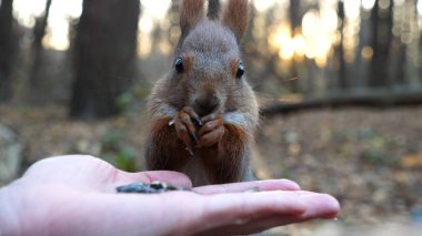 Şirin kemirgen ormanda genç bir kızın elinden yemek yiyor. Vahşi kabarık sincap dişi kolundan ayçiçeği tohumlarını alıp kemiriyor. Arkaplanda gün batımına karşı aç küçük bir Sciurus besleyen kadın..