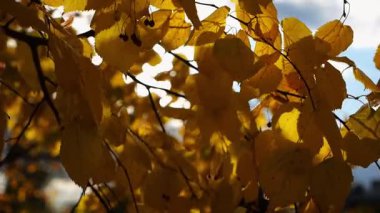 Huş ağacının altın dalları rüzgarda hafifçe sallanıyor ve arka planda parlak güneş ışığı var. Parkland 'da sonbahar sarısı yapraklar rüzgarda savruluyor. Güzel renkli sonbahar sezonu. Yavaş çekim