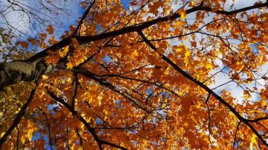 Bright orange maple leaves on tree branches gently swaying in wind at parkland. Lush autumn yellow foliage swinging on the breeze at forest. Beautiful colorful fall season. Slow mo