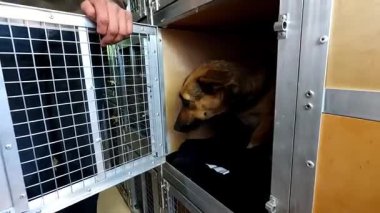 Small scared dog sitting in carriers at truck. Rescue workers evacuating animals from a frontline city in Ukraine. Kind people saving homeless pets and taking to safe places. Slow mo