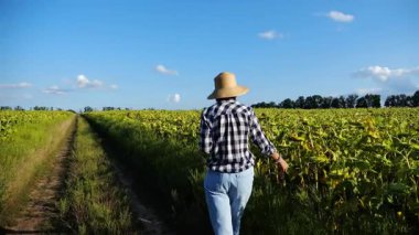 Dişi tarımcı, sarı çayır bitkilerini keşfediyor. Yetişkin çiftçi güneşli bir günde tarlada olgun ayçiçeklerini inceliyor. Güzel manzara manzarası. Tarım ve tarım sektörü kavramı. Yakın çekim.