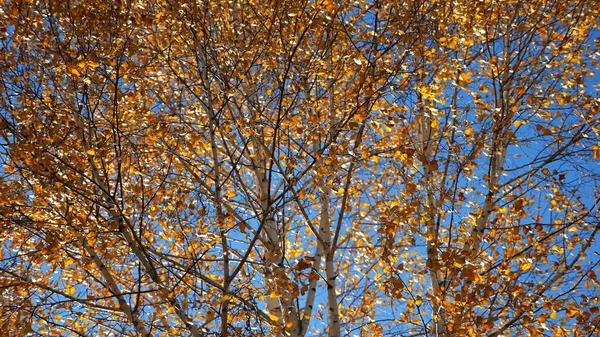 Güneşli sonbahar gününde huş ağacının tepesine kahverengi yapraklarla bakın. Yeşillik dalları Parkland 'da rüzgarda hafifçe sallanıyor. Güzel renkli sonbahar sezonu. Yavaş çekim
