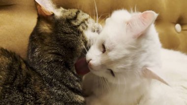 Güzel evcil kediler evde birbirlerini dilleriyle yalıyor. Evde kürkleriyle ilgilenen sevimli kediler. Aile kedisi birlikte dinleniyor. Sevimli hayvan kavramı.