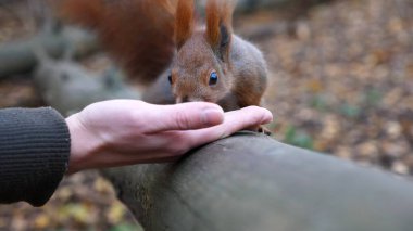 Vahşi tüylü sincap dişi kolundan fındık alıp açık havada kemiriyor. Şirin kemirgen ormanda genç bir kızın elinden yemek yiyor. Sonbahar parkında aç küçük Sciurus 'u cevizlerle besleyen bir kadın..