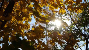 Golden maple leaves on tree branches gently swaying in wind with sunlight at background. Lush autumn yellow foliage swinging on the breeze at forest. Beautiful colorful fall season. Slow mo