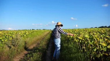 Güneşli bir günde ayçiçeği çayırında dijital tablet kullanan dişi tarım uzmanı. Yetişkin çiftçi gün batımında sarı çiçek tarlasında hasat izliyor. Güzel manzara manzarası. Tarım sektörü kavramı.