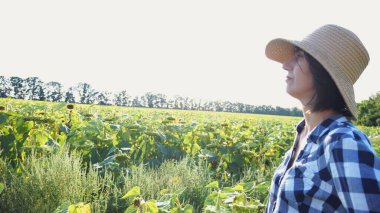 Dişi tarımcı, sarı çayır bitkilerini keşfediyor. Yetişkin çiftçi güneşli bir günde tarlada olgun ayçiçeklerini inceliyor. Güzel manzara manzarası. Tarım ve tarım sektörü kavramı. Yakın çekim.