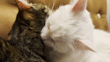 Güzel evcil kediler evde birbirlerini dilleriyle yalıyor. Evde kürkleriyle ilgilenen sevimli kediler. Aile kedisi birlikte dinleniyor. Sevimli hayvan kavramı.