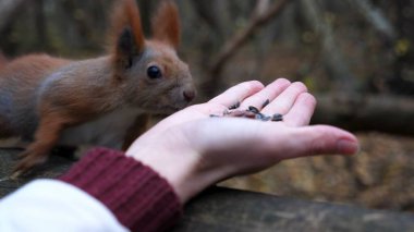 Vahşi tüylü sincap dişi kolundan fındık alıp açık havada kemiriyor. Şirin kemirgen ormanda genç bir kızın elinden yemek yiyor. Sonbahar parkında aç küçük Sciurus 'u cevizlerle besleyen bir kadın..
