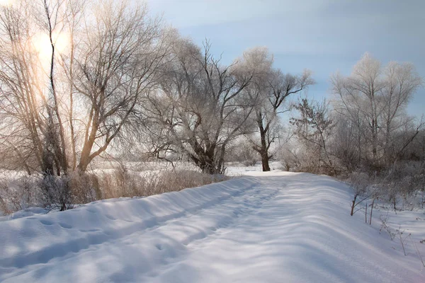 Inverno Paisagem Neve Deriva Floresta Dia Ensolarado — Fotografia de Stock