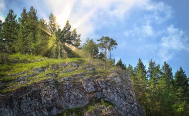 çam ormanı bir güneşli yaz gününde Ural Dağları'nda yaz peyzaj