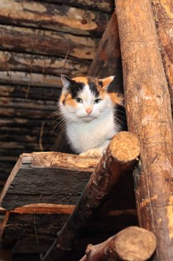 köyde bir evin duvarının yakınında güzel bir alaca kedi portresi