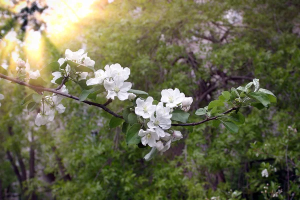 Delicada Árvore Maçã Flor Jardim — Fotografia de Stock