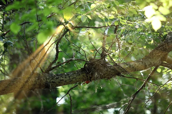 Сонячні Промені Проходять Через Листя Дерева Пташине Гніздо Гілці — стокове фото
