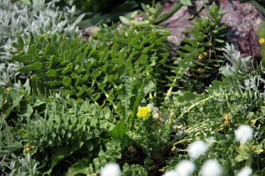 güneş ışığı güzel çiçeklerle closeup flowerbed alp Bahçe