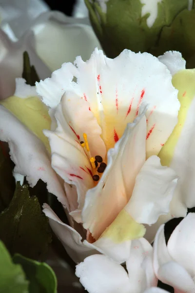 Makro Fachowo Wykonane Piękne Kwiaty Torcie Studio Tło Światło — Zdjęcie stockowe