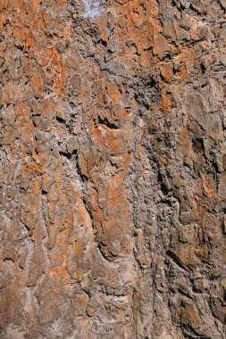tropik ağaç kökleri Kamboçya'daki closeup arka plan dokusu