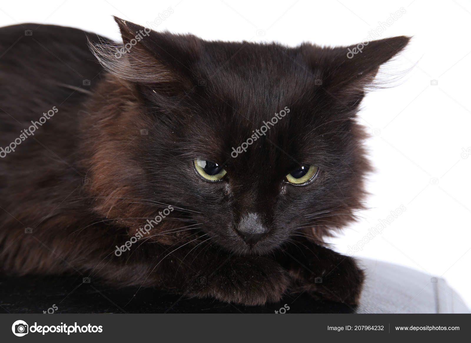 Gros Plan Portrait Colere Chat Noir Sur Fond Blanc Studio Image Libre De Droit Par Salman2 C Gros Plan Portrait Colere Chat Noir Sur Fond Blanc Studio Image Libre De Droit Par Salman2 C