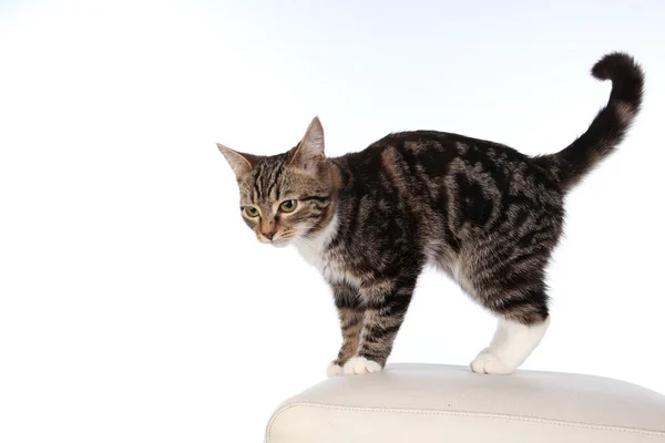 Portrait Beautiful Striped Cat White Background Studio — Stock Photo, Image