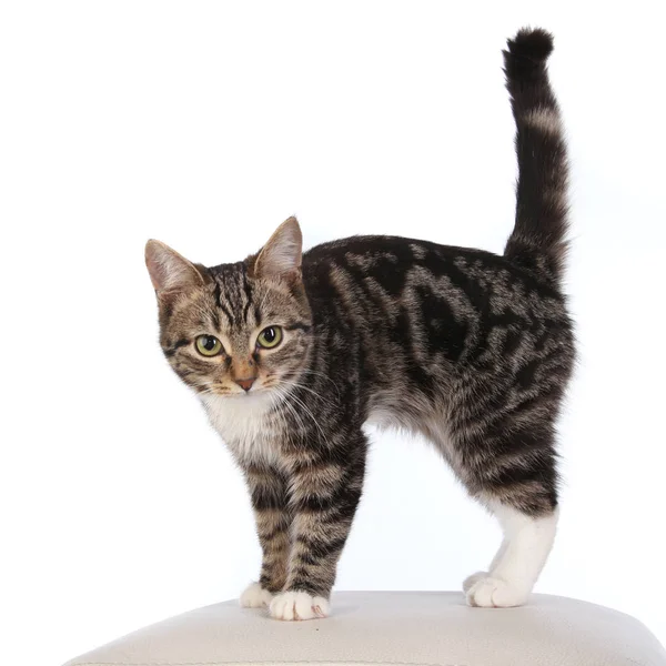 Retrato Hermoso Gato Rayado Sobre Fondo Blanco Estudio — Foto de Stock