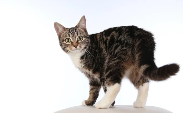 Portrait Beautiful Striped Cat White Background Studio — Stock Photo, Image