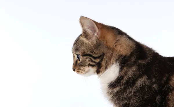 Retrato Belo Gato Listrado Estúdio Fundo Branco — Fotografia de Stock