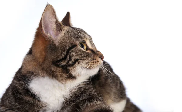 Retrato Belo Gato Listrado Estúdio Fundo Branco — Fotografia de Stock