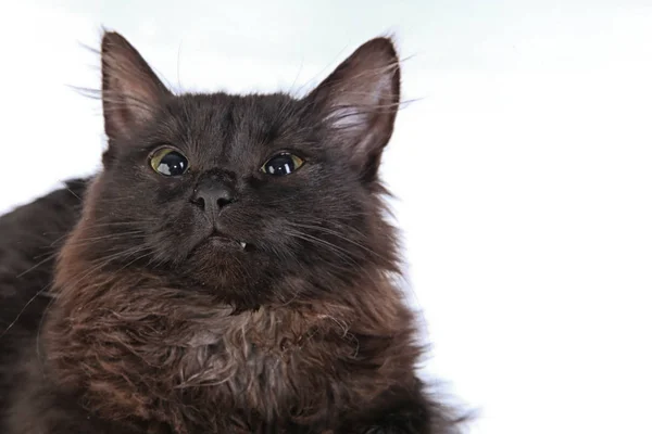 Portre Portre Bir Beyaz Arka Plan Stüdyo Kızgın Siyah Kedi — Stok fotoğraf