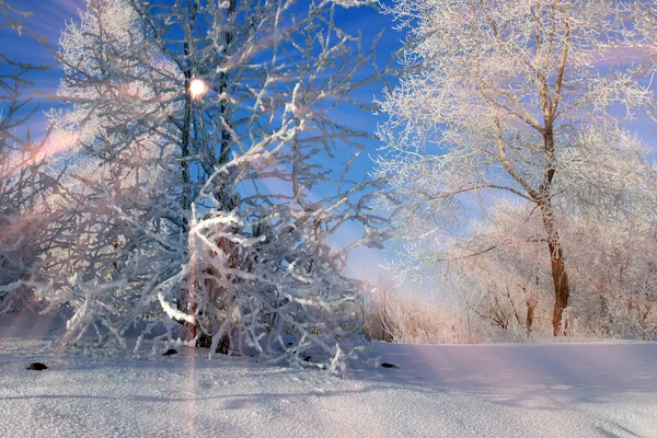 Winterlandschaft Bäume Mit Frost Bedeckt Einem Nebligen Morgen — Stockfoto