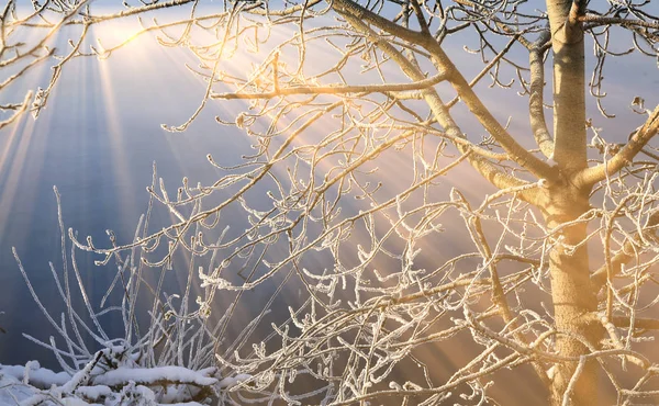 Closeup Απομονωμένο Παγετό Στα Κλαδιά Των Δέντρων Και Θάμνων Ηλιόλουστη — Φωτογραφία Αρχείου