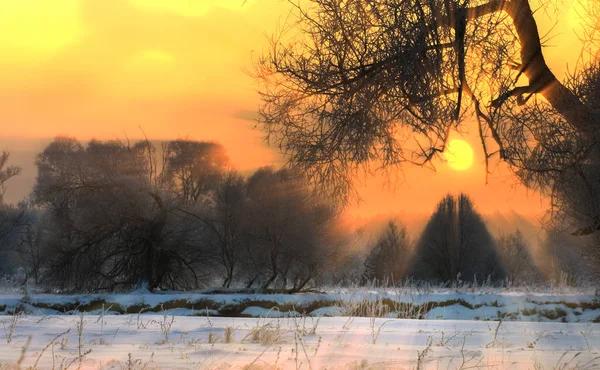 Zimní Krajina Krásný Západ Slunce Nad Dubovým Hájem Hustém Mrazu — Stock fotografie