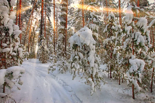 Vinterlandskapet Snötäckt Tallskog Tidigt Morgonen — Stockfoto