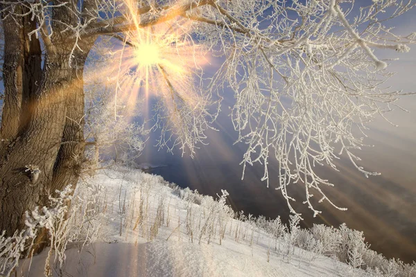 Winter Landscape Sun Rays Frosted Branches Trees Forest — Stock Photo, Image