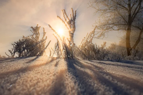 Zimní Krajina Sluneční Paprsky Přes Ojíněné Větve Stromů Lese — Stock fotografie