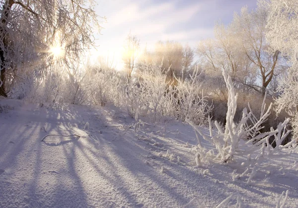Зимняя Прогулка Заснеженном Лесу — стоковое фото