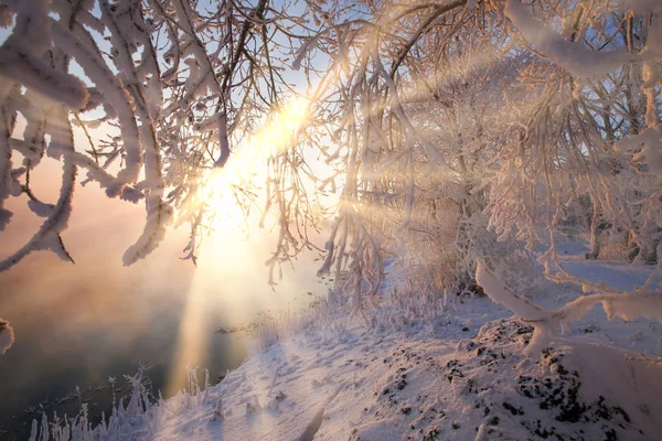 Passeio Inverno Pelos Bosques Longo Rio — Fotografia de Stock