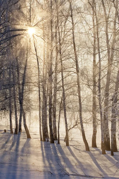 Passeio Inverno Pelo Belo Bosque Bétula — Fotografia de Stock