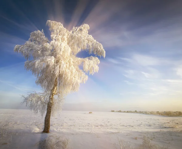 Ранкова Прогулянка Зимовому Лісі — стокове фото