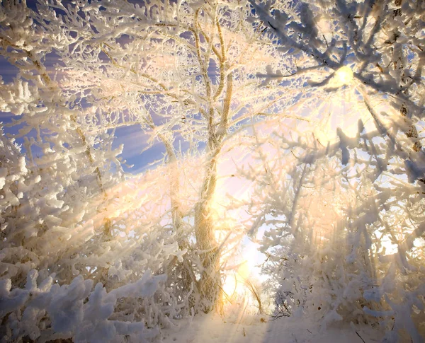 Very Beautiful Trees Completely Covered Frost — Stock Photo, Image