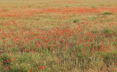Kırmızı haşhaş çiçekleri alan, sabah erkenden yakın çekim
