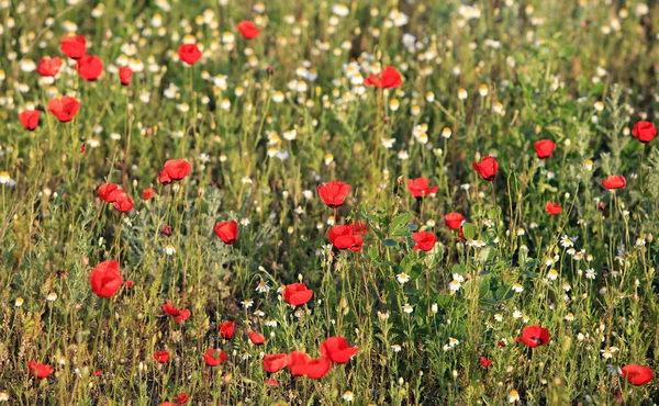 赤いケシの花のフィールド 早朝にクローズ アップ — ストック写真