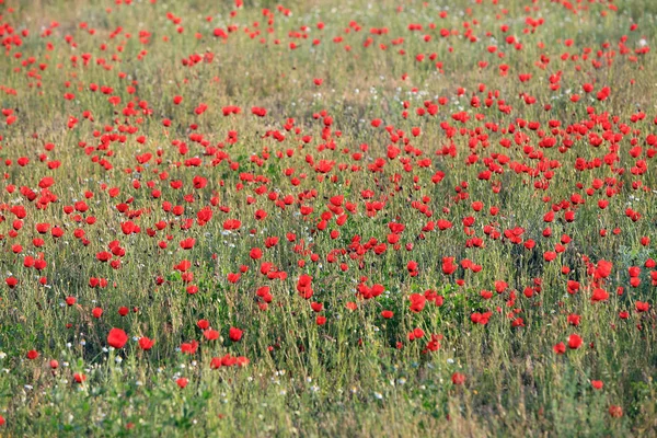 赤いケシの花のフィールド 早朝にクローズ アップ — ストック写真