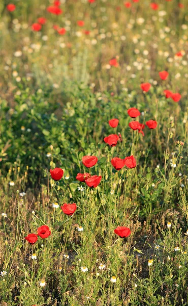 赤いケシの花のフィールド 早朝にクローズ アップ — ストック写真