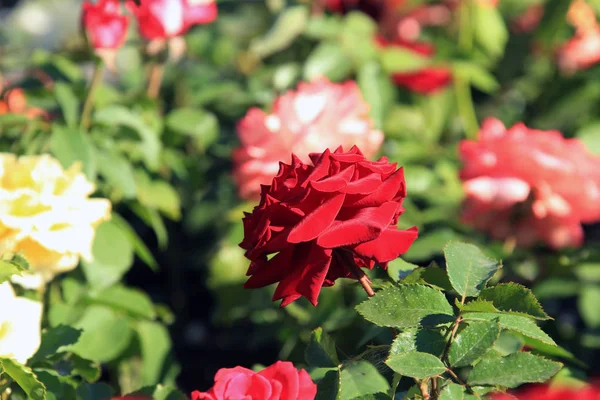 Close Textura Fundo Rosas Perfumadas Florescendo Luz Sol — Fotografia de Stock